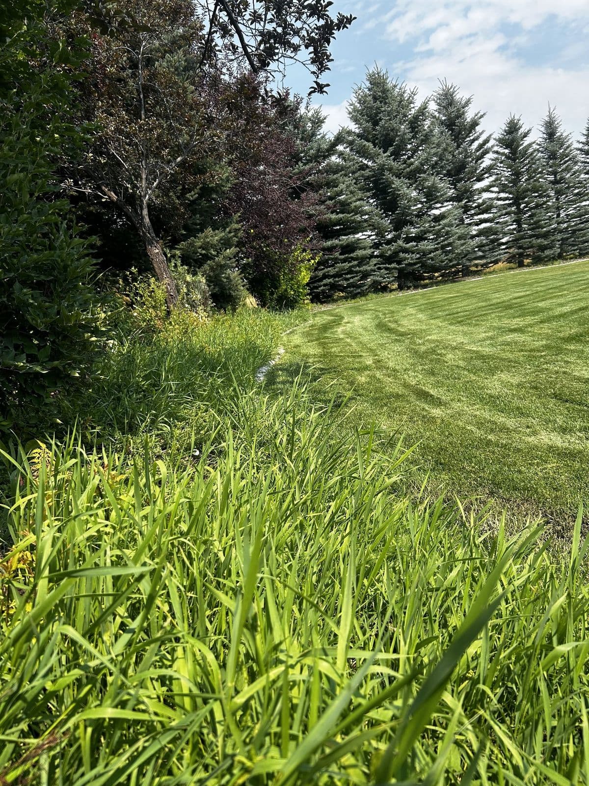 Before: lawn in need of service — Young Buck Lawn Care, Rexburg, Idaho